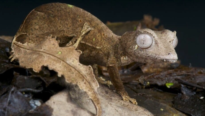 leaf-tailed gecko camouflage