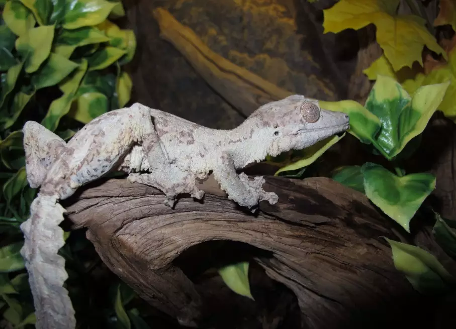 Uroplatus fimbriatus