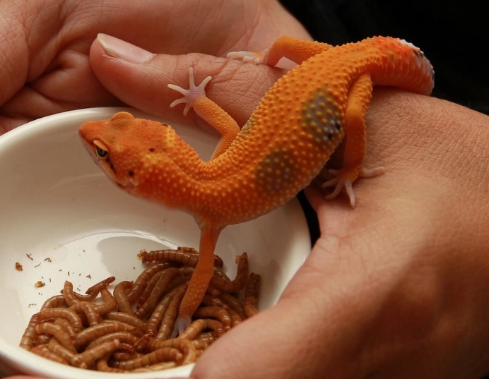 leopard gecko diet by age