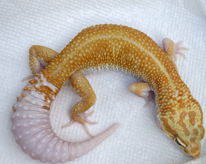 tremper albino