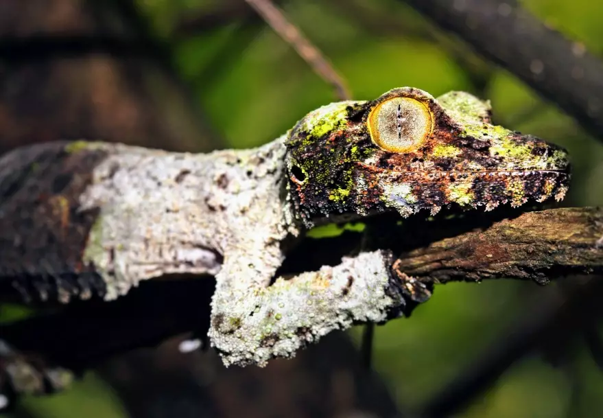 Madagascar leaf-tailed gecko