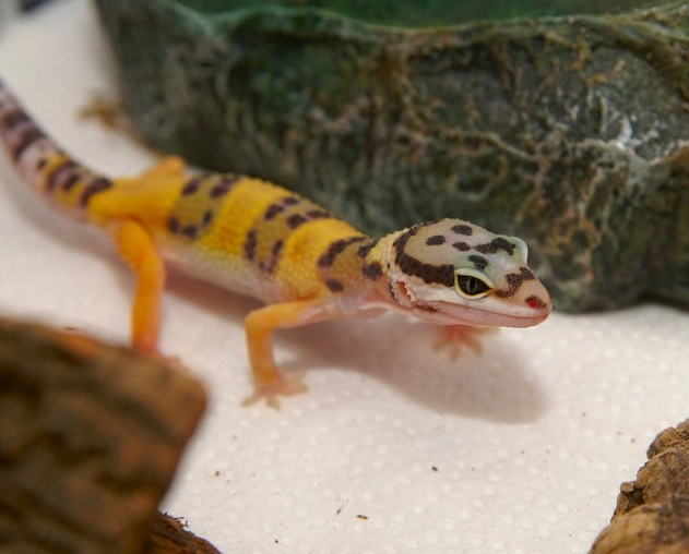 leopard gecko handling tips
