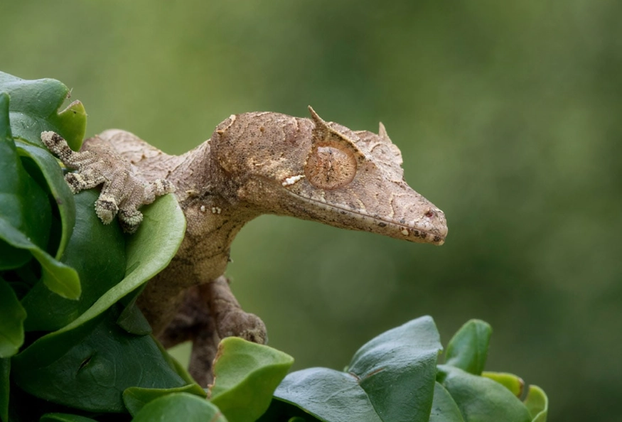 leaf-tailed gecko habitat