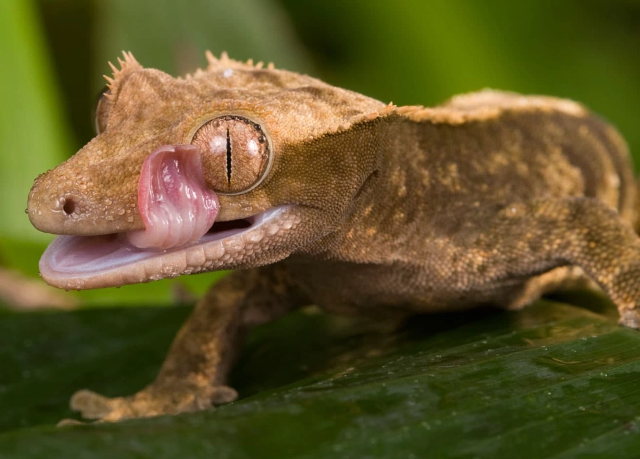 feeding leaf-tailed gecko