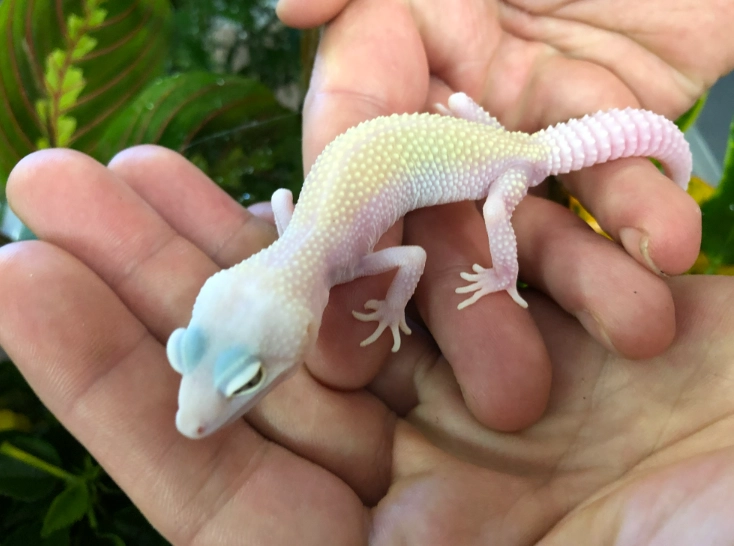 blizzard leopard gecko care