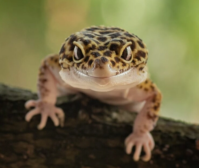 leopard gecko handling leopard gecko handling