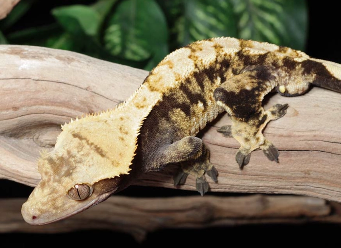 Harlequin crestie care