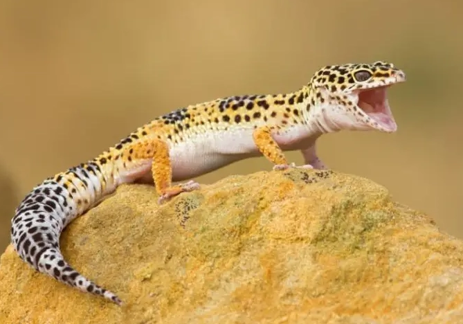 leopard gecko lifespan