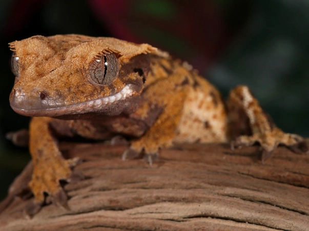 Harlequin gecko price Harlequin gecko price
