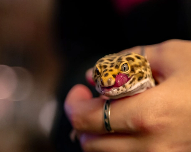 do leopard geckos like to be held do leopard geckos like to be held