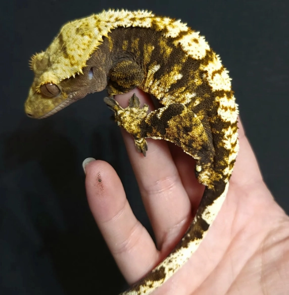 crested gecko morph rarity crested gecko morph rarity