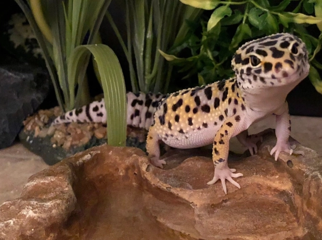 bond with leopard gecko bond with leopard gecko