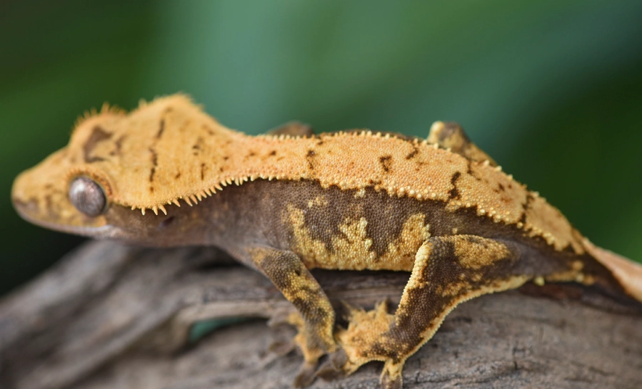 Harlequin crested gecko rare Harlequin crested gecko rare