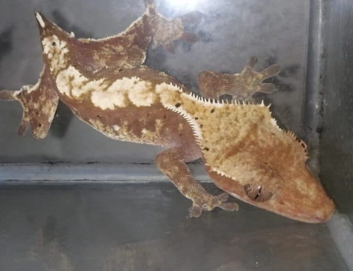 crested gecko morph rarity crested gecko morph rarity