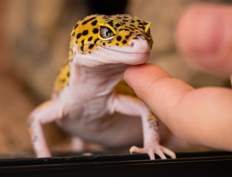 leopard gecko lifespan
