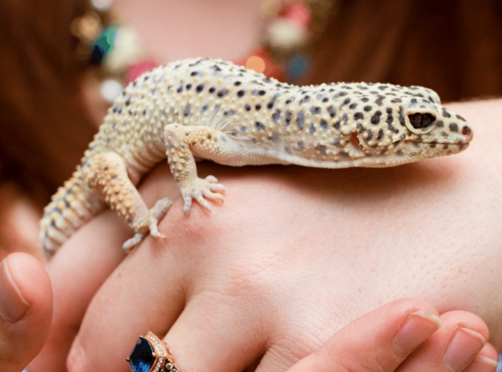 leopard gecko handling leopard gecko handling