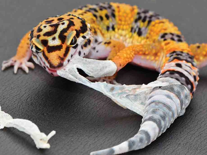leopard gecko morphs