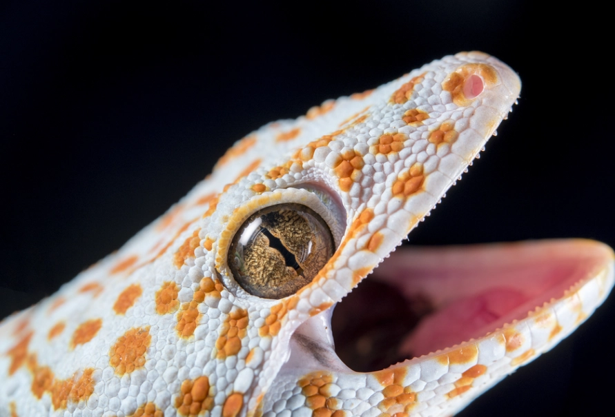 do leopard geckos bite do leopard geckos bite