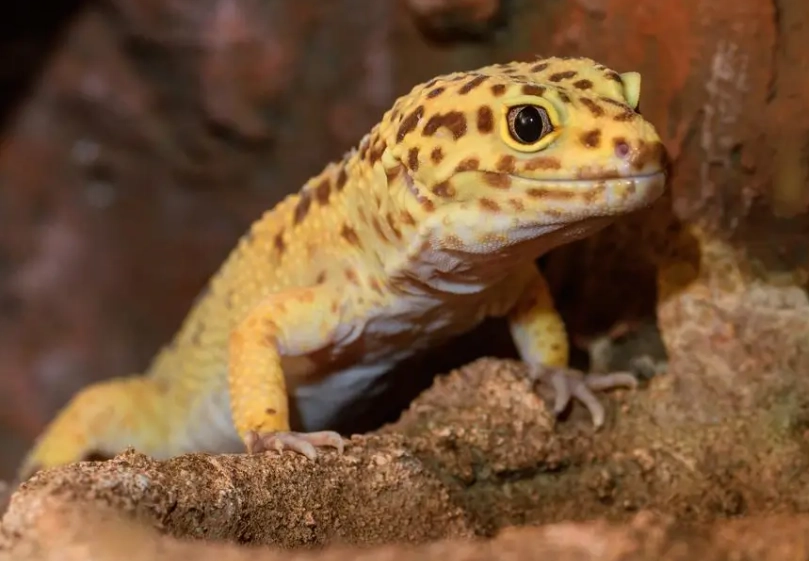 leopard gecko care