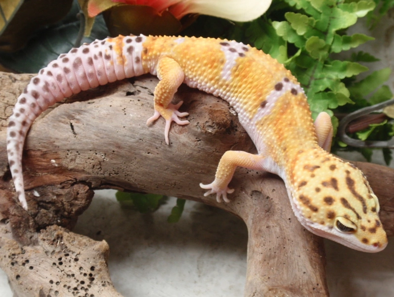 leopard gecko setup