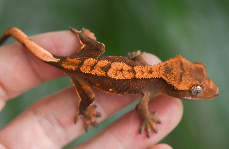Harlequin crested gecko rare Harlequin crested gecko rare