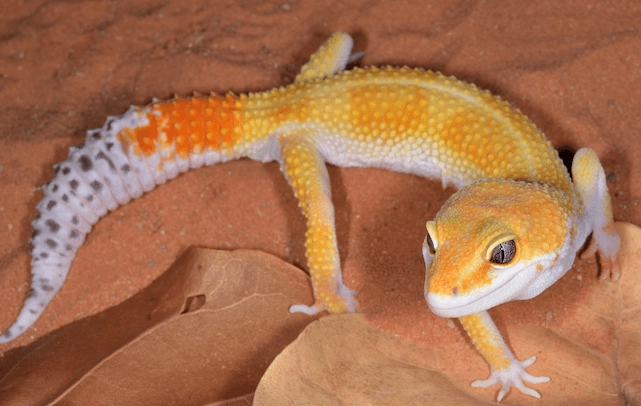 leopard gecko care