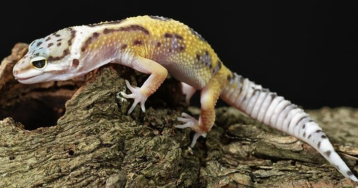 fancy leopard gecko care