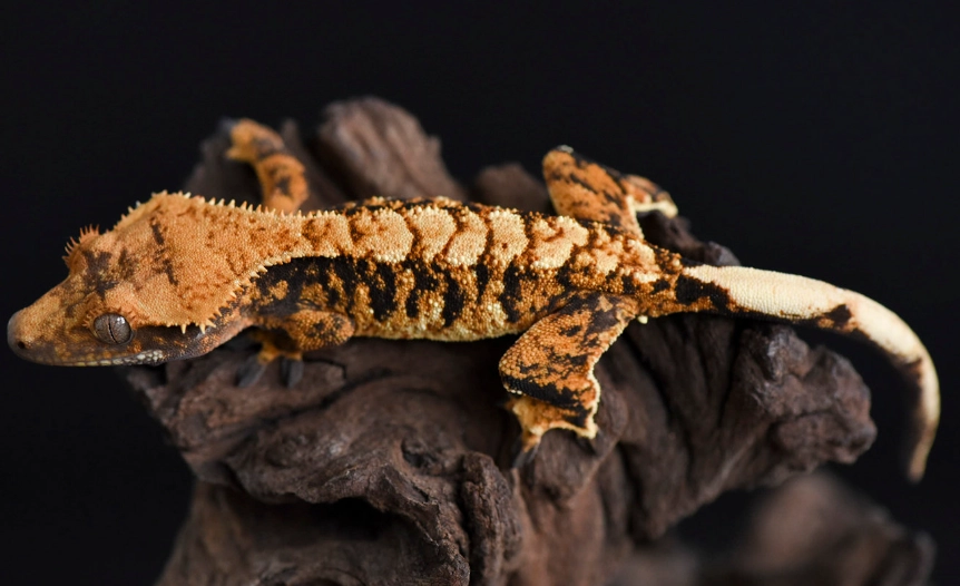 crested gecko morphs