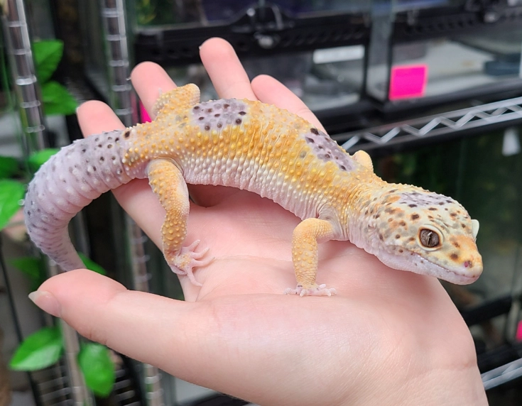 leopard gecko lifespan