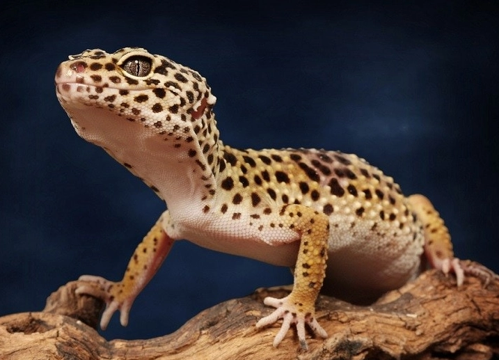 leopard gecko handling leopard gecko handling