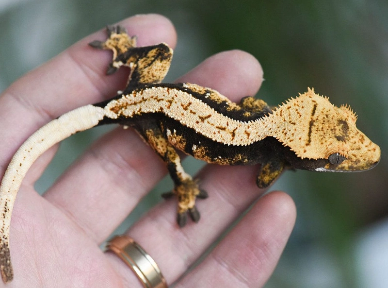 Harlequin gecko price Harlequin gecko price