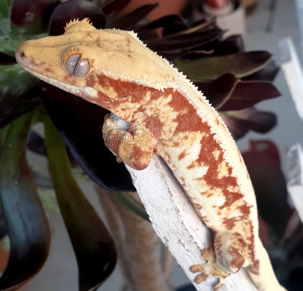 Harlequin crested gecko rare Harlequin crested gecko rare