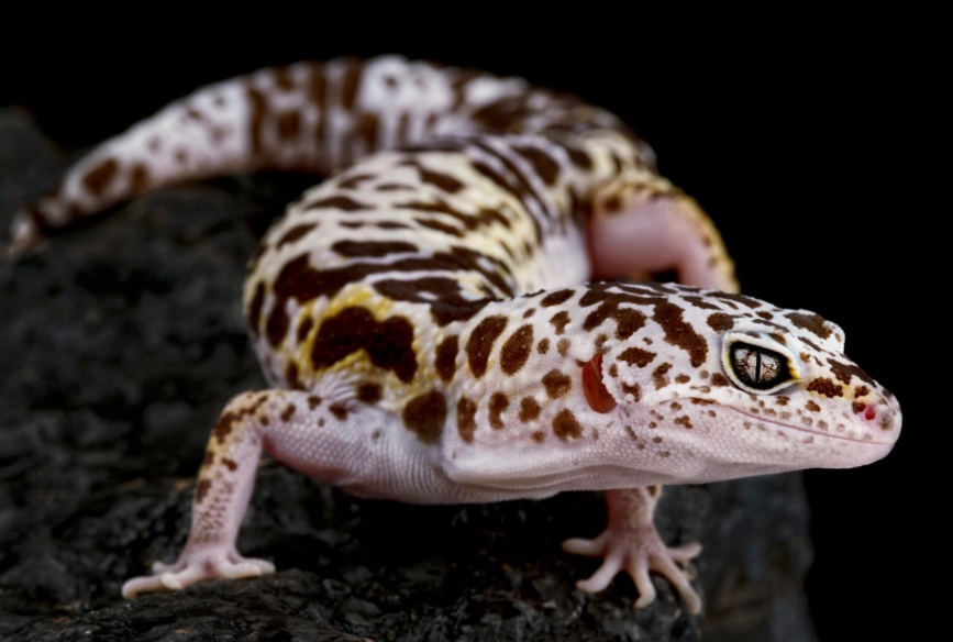 leopard gecko morphs