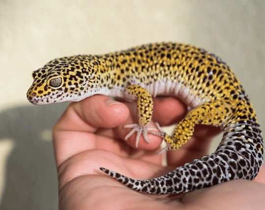 leopard gecko care