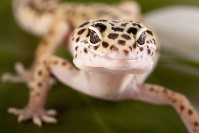 leopard gecko bite leopard gecko bite
