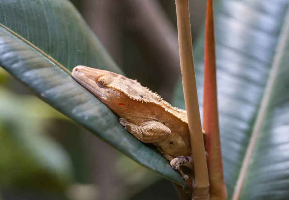 crested gecko temperament