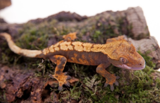 crested gecko care