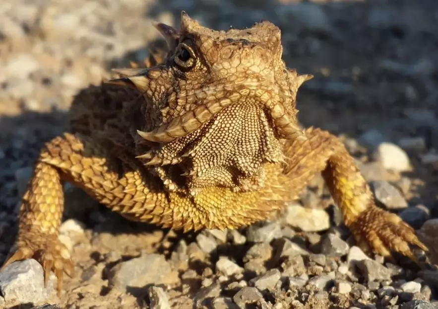 horned lizard blood horned lizard blood