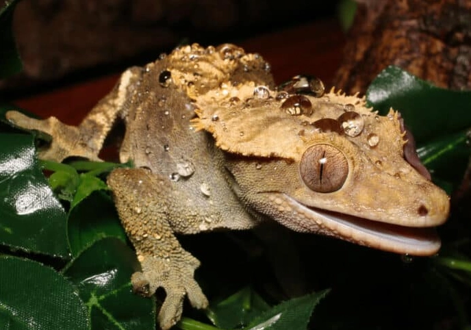 Leachianus gecko bite