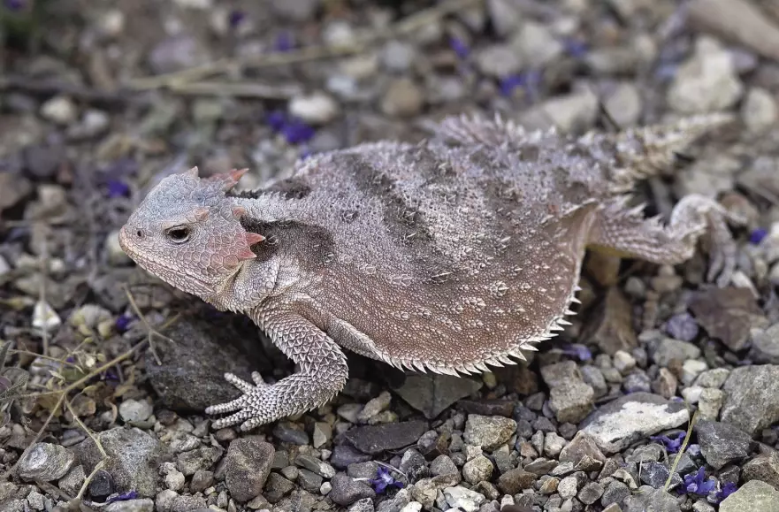 horned lizard venomous horned lizard venomous