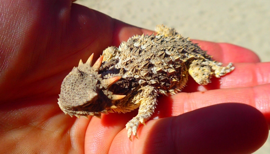 horned lizard blood horned lizard blood