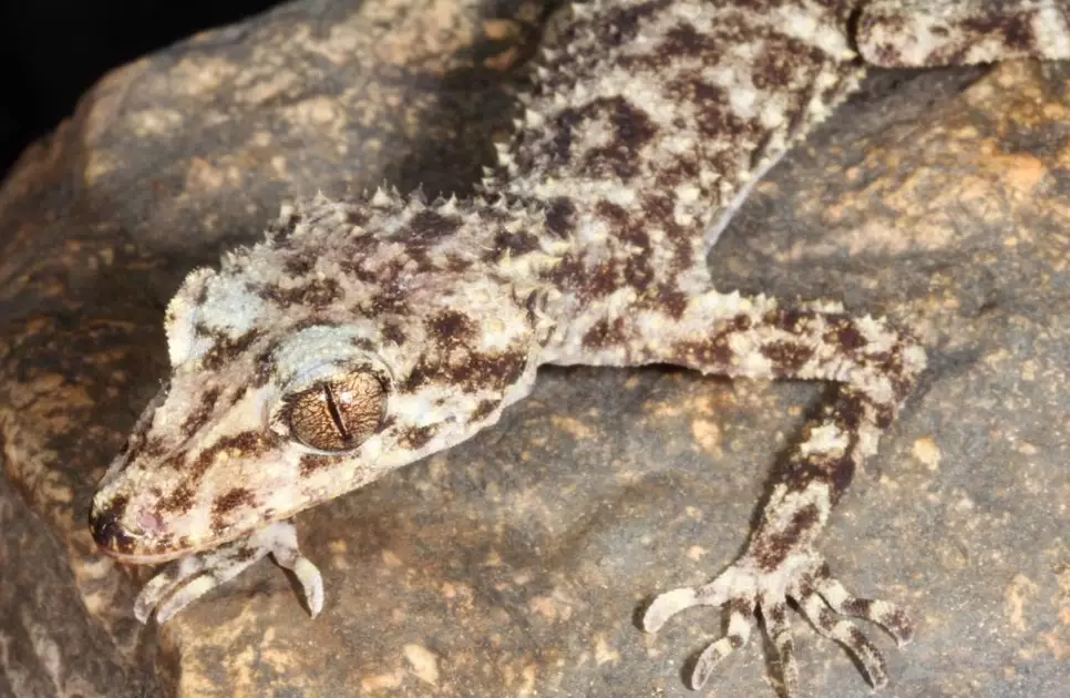 rare pet gecko rare pet gecko