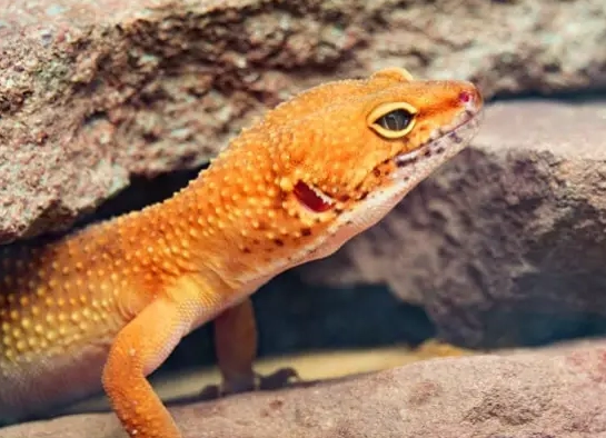 leopard gecko habitat leopard gecko habitat