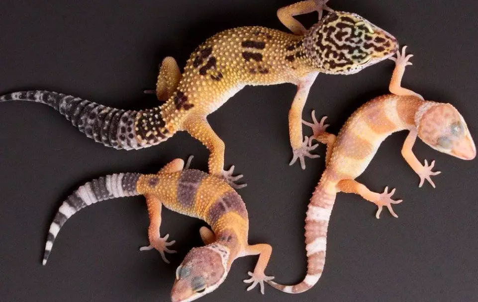 fancy leopard gecko fancy leopard gecko