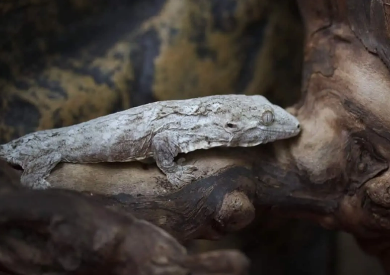 giant gecko bite pain