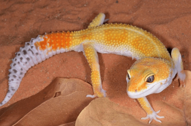 leopard gecko lifespan