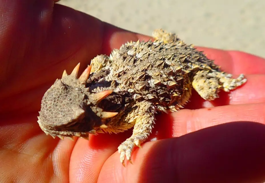horned gecko pet