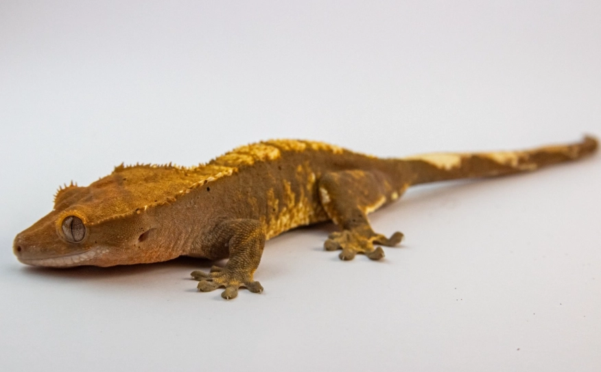flame harlequin crested gecko