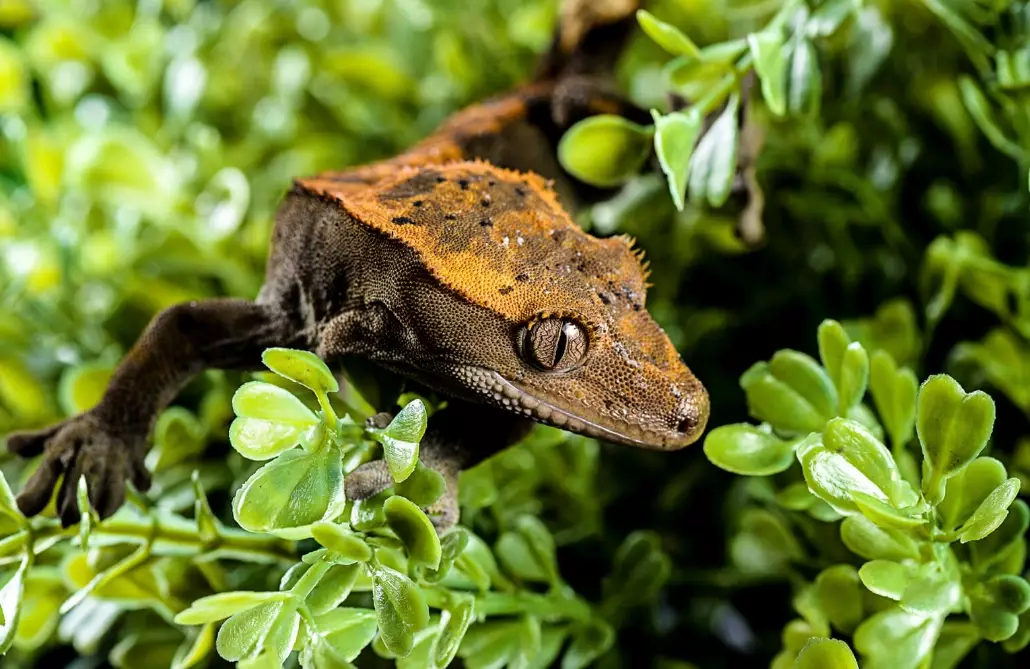 are crested geckos friendly