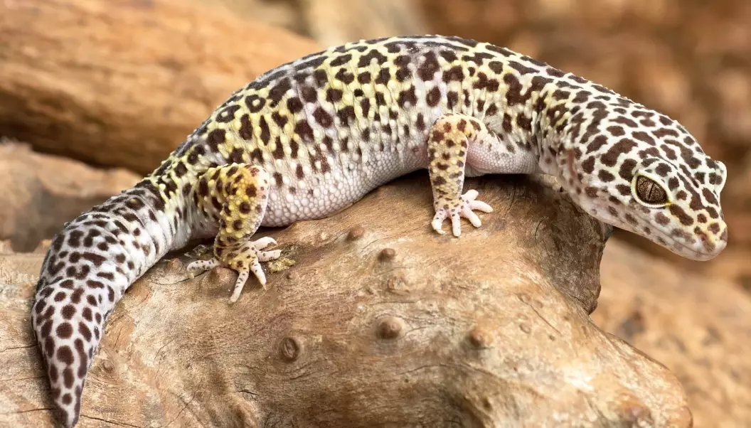 leopard gecko care guide